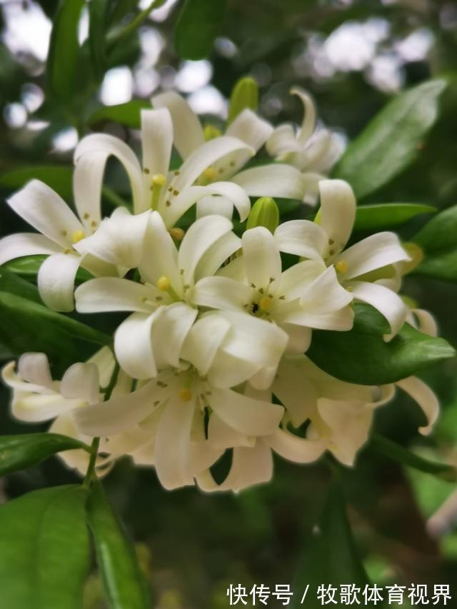 叶子|九里香开花,香飘十里,叶子却掉了一地,到底为啥?