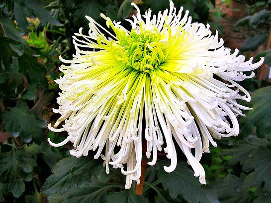 喜欢菊花,不如养盆“菊中珍品”,似嫦娥奔月,玲珑可爱