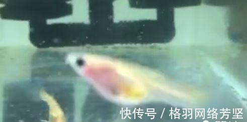 黄叶|绿萝又黄叶了, 这样一处理, 又是绿油油的一盆!