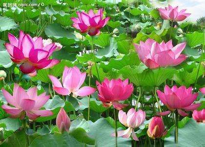 大缸养荷花，要选多大口径多深的缸呢，几月份栽合适