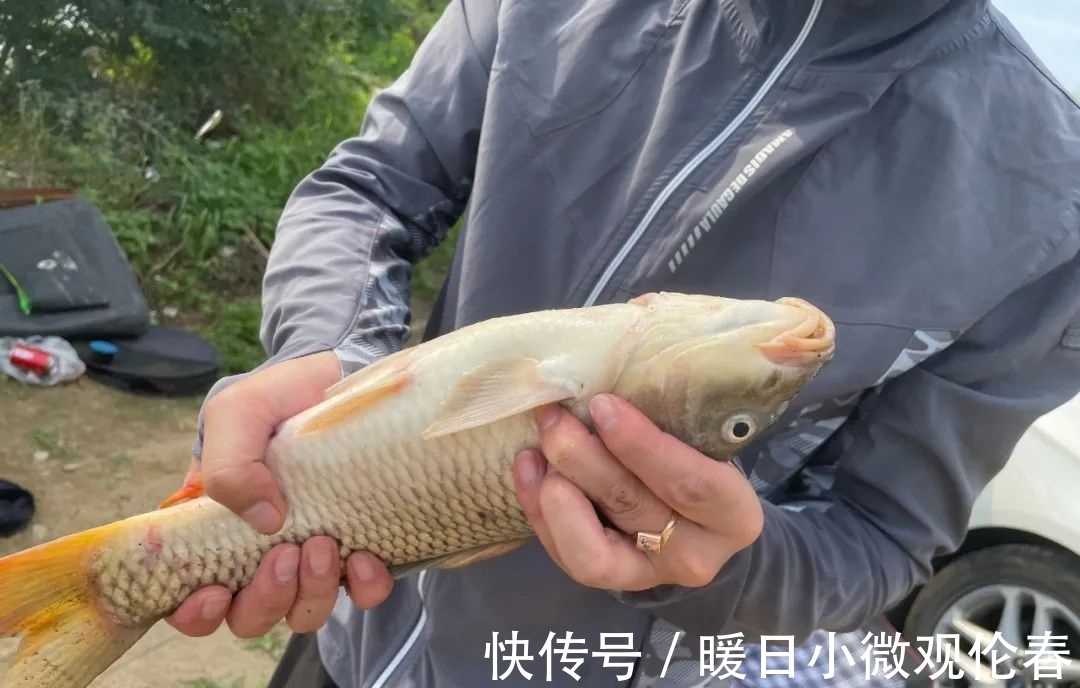 野钓|颗粒饵的几种用法,不仅仅是为了省钱,钓鱼效果也不一般