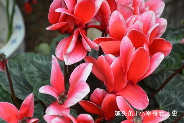 翻瓣莲|此花曾被当作世界赛吉祥物,花色艳丽独特,宛如腼腆害羞的少女