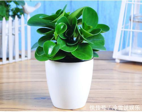 耐晒又耐热,这几种花夏天养,太阳越大晒得越美