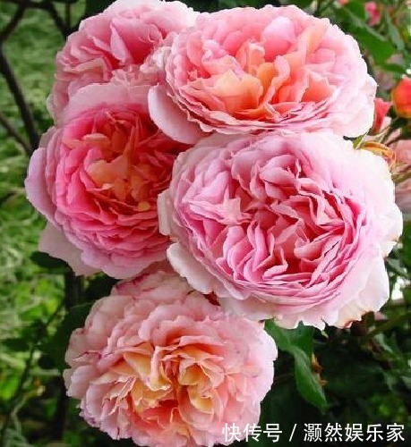 精品玫瑰|喜欢菊花,那就养“精品玫瑰”亚伯拉罕,似金缕玉衣,雍容华贵