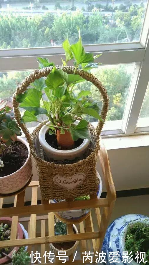 厨房里这9种菜根不要扔，泡水就能活，比绿萝好看多了！