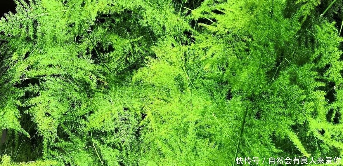 散光照射|怎样使文竹多冒新芽?做到3点养护,新芽蹭蹭冒