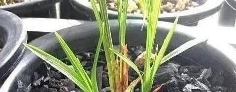 操作方法|花盆里埋点“它”,不烂根,不黄叶,杀菌消毒还透气,根壮花还旺