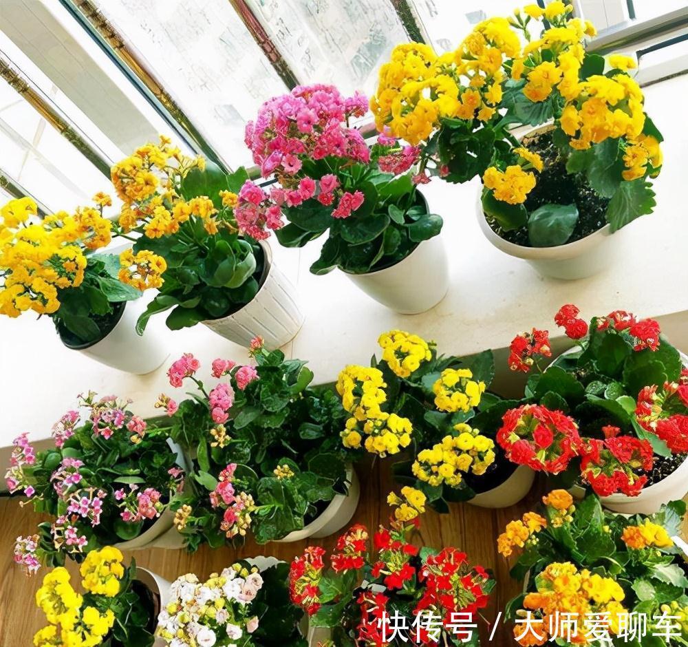 公认的6种吉祥花,株型奇特寓意好,还能吸废气,大人孩子都喜欢