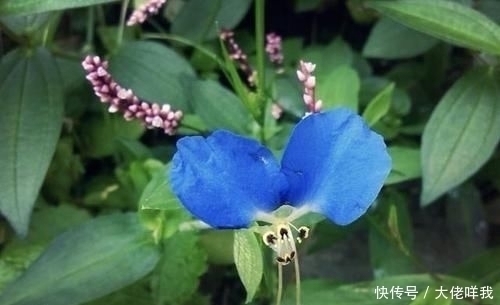 淡竹叶|此种“野草”不多见，被称为“鸭跖草”，珍贵、值钱，请勿忽视