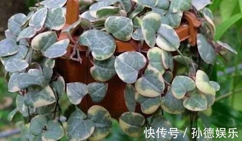 细数那些超耐阴的花,光照少长满屋,懒人大爱