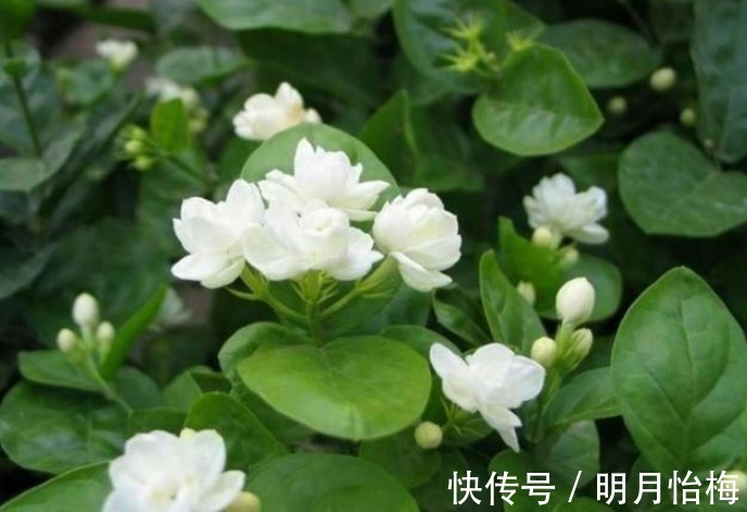 维生素b12|想要“茉莉花”开花多，做好“三点”，轻松爆满盆，满屋飘香！