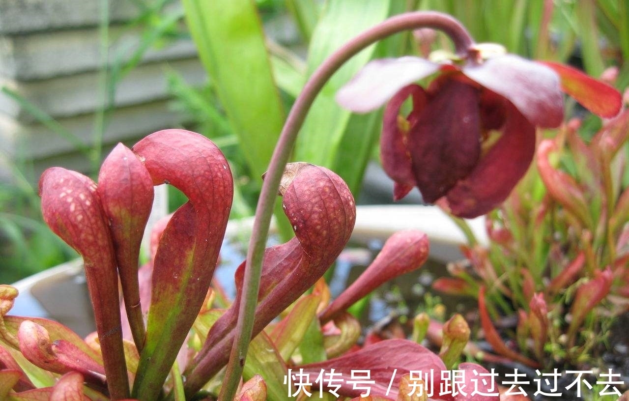 世界上最具诱惑力的植物,人美心甜的瓶子草为何这么美?