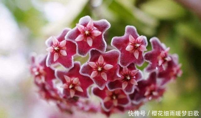 养花就养此3种,开花爆盆很漂亮,养出大花球,天天都能赏花