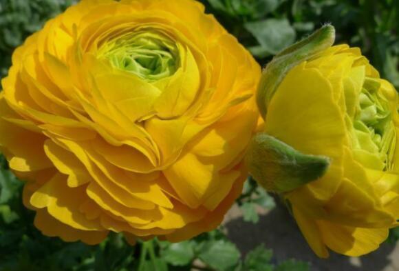 不如养这几款小花,比吊兰好养,花朵鲜艳迷人