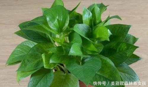 蚊虫|家家都有的1种东西,用来养花,比花肥还厉害,还能驱虫!