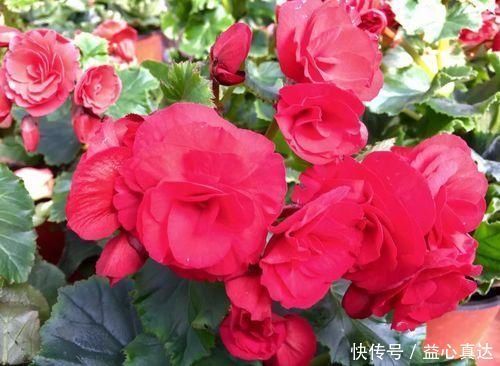 公认不好养的3种花,大部分花友表示养不满1年,你养过几种
