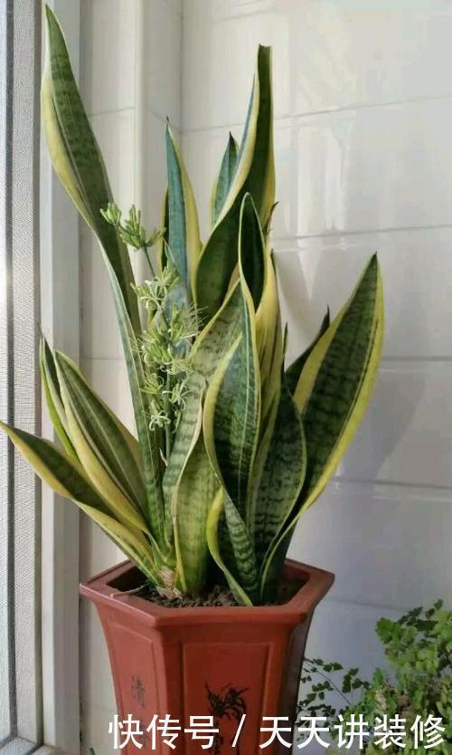 虎皮兰有3怕,冬天及时避开,顺利春化,冒笋芽长新叶!