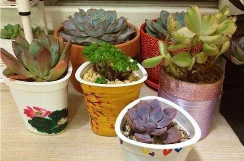 矿泉水瓶|家里的小瓶、小罐别扔了,拿来养花,真是太养眼了!