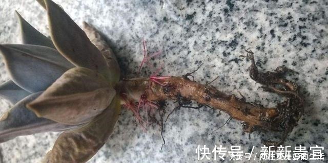 肥厚|给“3种花”换盆，一定不能浇“定根水”，否则烂根多，容易死亡！