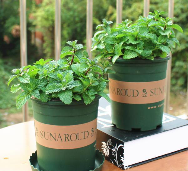 金银花|“人养花、花也养人”,6种花养在家里空气好,改善睡眠释放压力