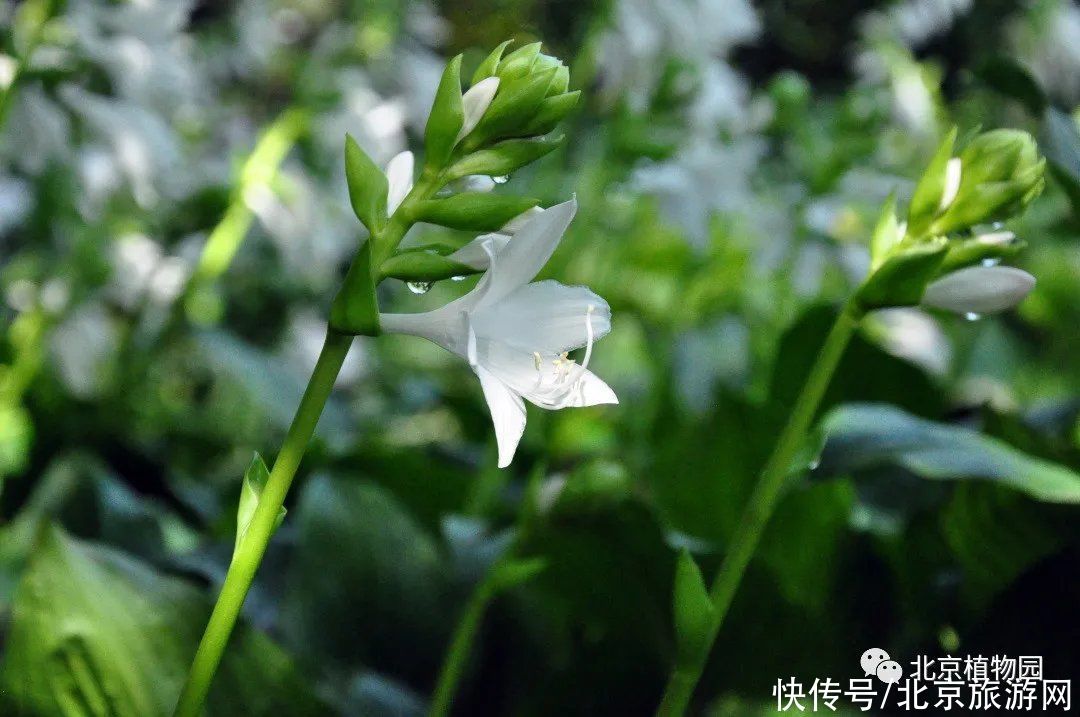 holl宿根园中赏花卉，且向心中觅清凉（一）