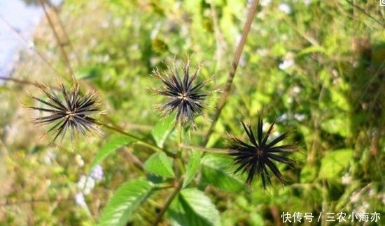 野草|这种草以前见了就想拔掉, 如今却是宝贝, 治病是一绝