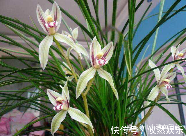 兰花什么时候换盆好选对“时间”,根系壮开花多,一盆变3盆!