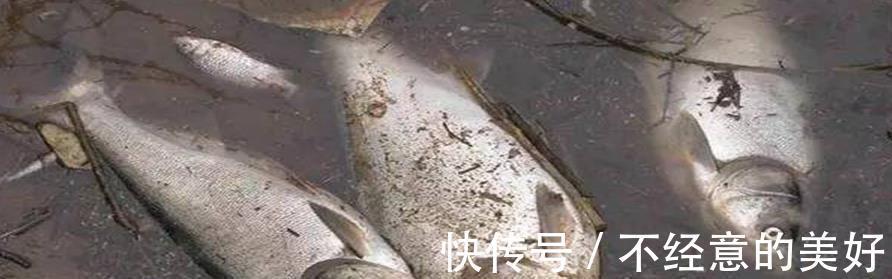 提醒:有5种鱼尽量少吃,很多人可能还不清楚,本文告诉答案