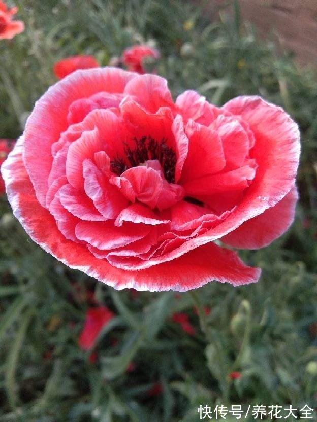 植物|民间流传不吉利的花,敢养的人太少,你养过几种?