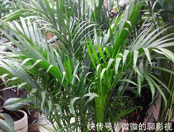 家里空气差，气候干燥，买3盆花摆家里，气候宜人，很舒适