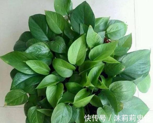 老花农怎么扦插绿萝,一个小方法,15天生根爆盆