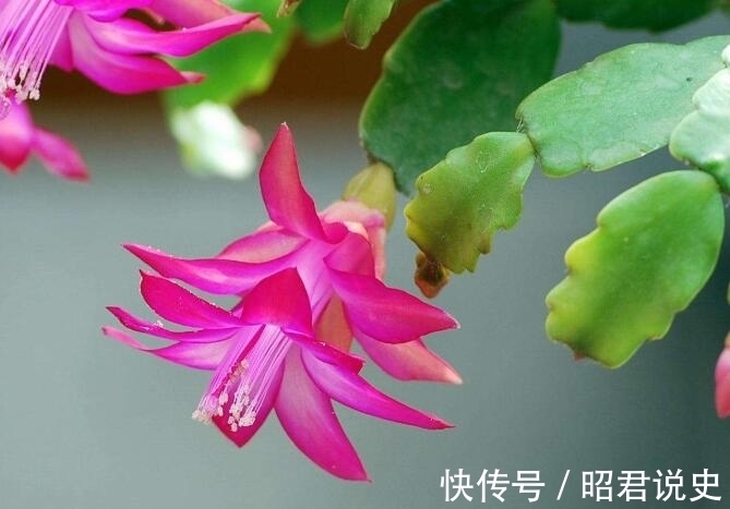 蟹爪兰怎么浇水不烂根？教你3个浇水小窍门，烂根后这样处理才对