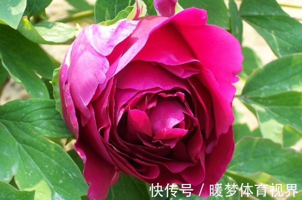 技巧#俗话说:言多必失,学会4个说话技巧,从此福从口入、财从天降!