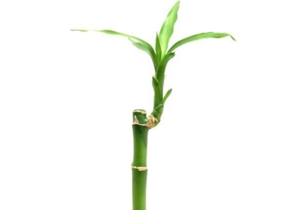 水培富贵竹生根了,如何换水,知道此几个小妙招,轻松即可搞定