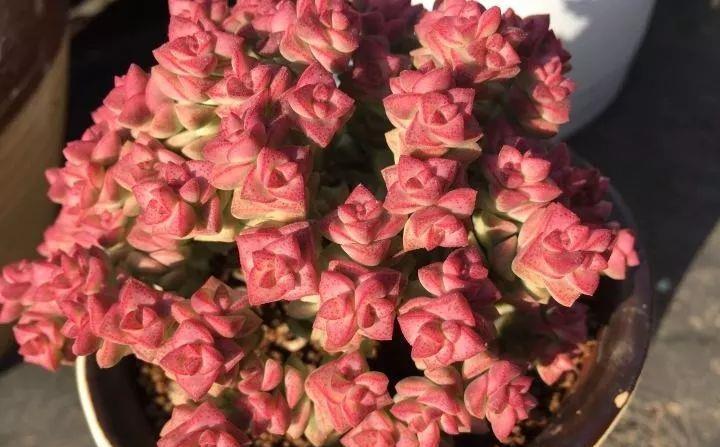 多肉植物肥美的秘诀只有一个