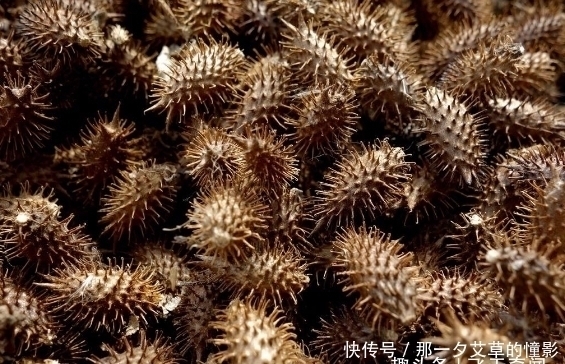 刺儿|全身刺儿尖尖的野草，能去风解毒？还是80、90后童年的回忆