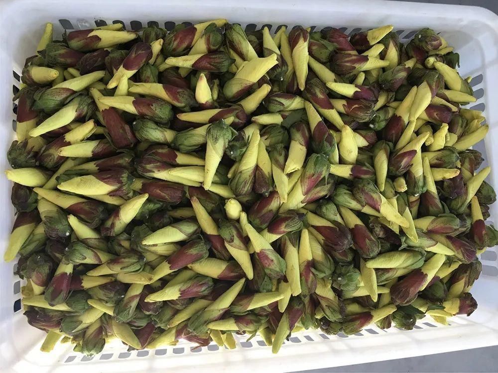 曾被认定早已灭绝,“死而复活”之后,却成了餐桌上一道小菜