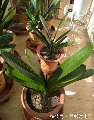 君子兰|阿婆的“君子兰”养了十多年,年年出新芽,年年开爆花,咋养的?