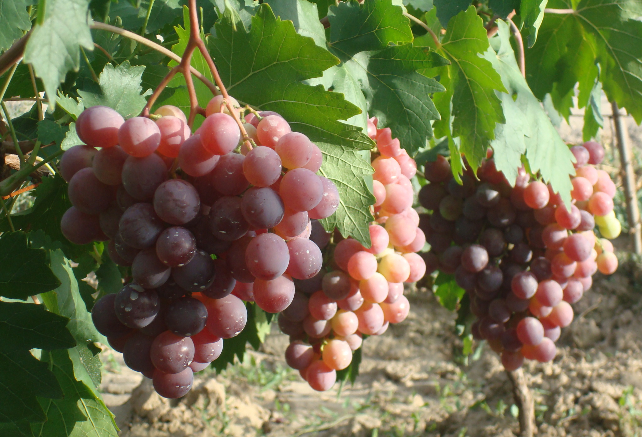 脂肪量|糖尿病人能吃啥、不能吃啥专家列出的饮食清单,不妨存一下