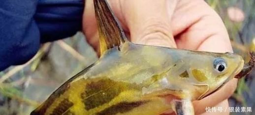 百灵|一种钓法“对付”黄颡鱼，百试百灵，越钓越不想收竿