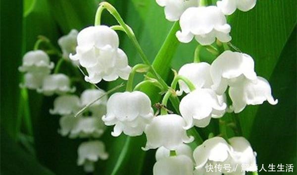世界最毒的花有哪些十种最毒的花!