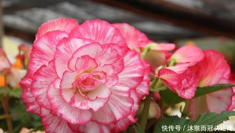最值得入手的秋海棠 花姿漂亮像牡丹玫瑰 栽培容易 是盆栽佳品 快资讯