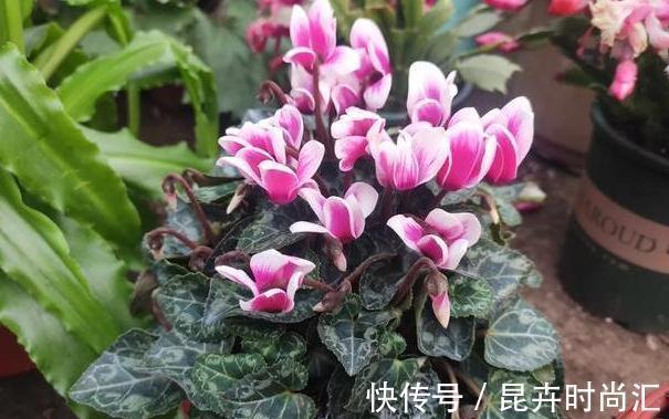 阳台|天热阳台该种植什么花？15种''抗晒''植物，盆栽赏花不犯愁