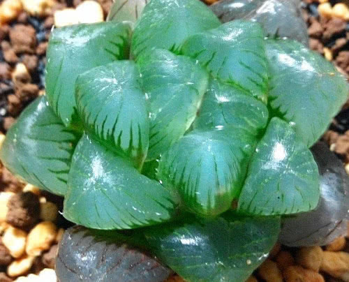 多肉圆头玉露怎么养更水润教你3个小妙招,养出饱满的圆头玉露