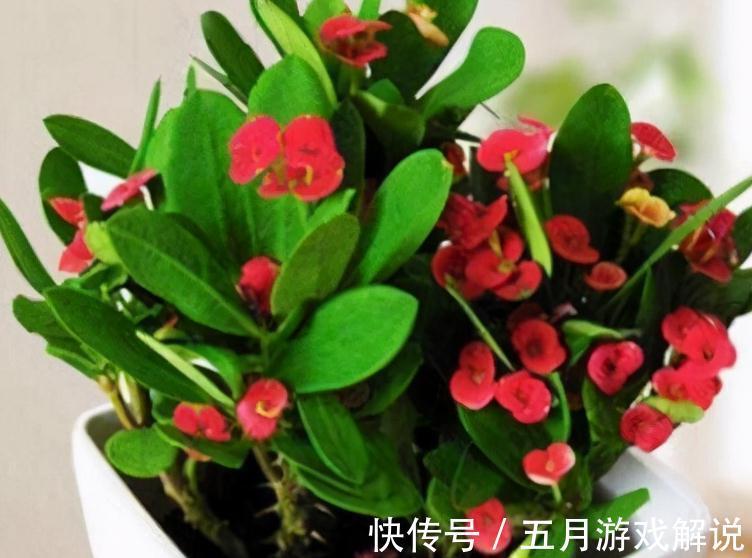 入冬以后，4种小盆花很受欢迎，价格亲民，好养易活，喜欢吗