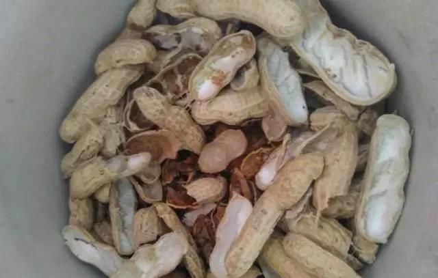 蟹爪|老画家养蟹爪,往盆子里埋三种“材料”,叶子拖长,30~40朵