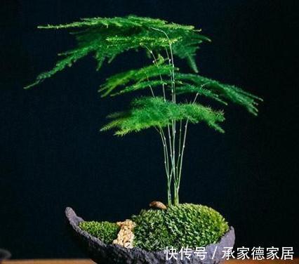 有害气体|文竹干枯怎么救，方法对了还你一盆绿色健康的文竹