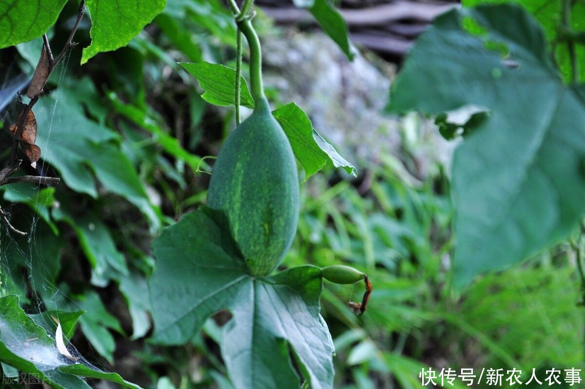 中药材|开白花结圆果，农民嫌弃老中医当宝，原来有这么多的用途