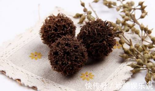 石丰|乡下的一种植物，药用价值极高！对风湿和皮肤病都有奇效