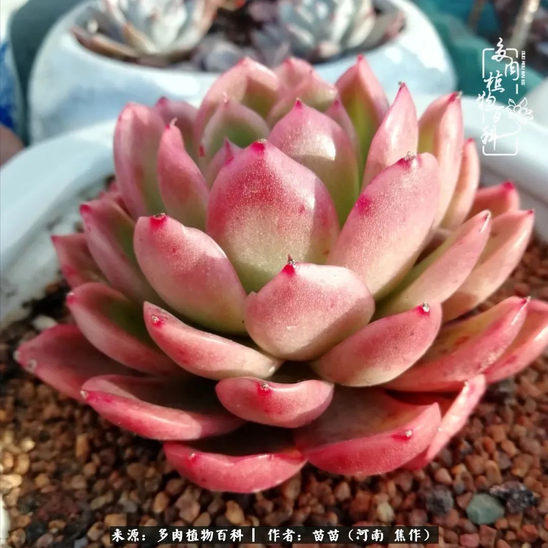 迷上多肉后，有一种喜欢叫一日看三回！